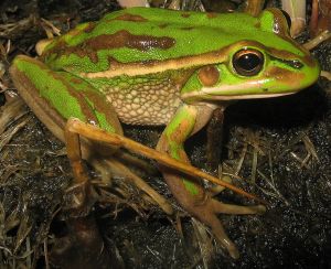 Litoria aurea @ Wikipedia