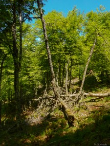 Una diferencia importantes entre bosques y parques: la presencia de madera muerta en los primeros, recurso imprescindible para los insectos xilófagos y los organismos que dependen de ellos. Un ejemplo: los pícidos. Monte L'Oso, Hermo, Cangas del Narcea