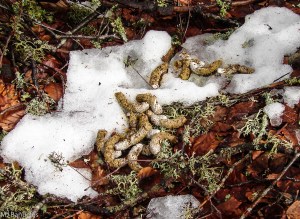 Excremento de urogallo con brotes de haya Fagus sylvatica