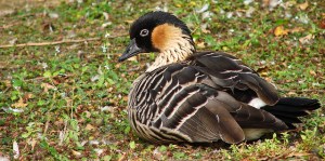 6931031832_98b2459cc8_z