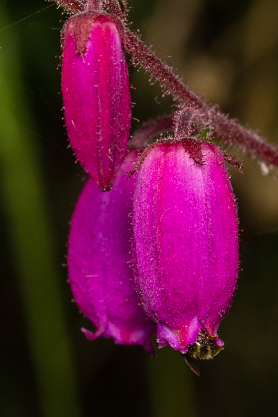 Una abeja solitaria, quizás de la familia Halictidae, entrando en una flor de Daboecia cantabrica,