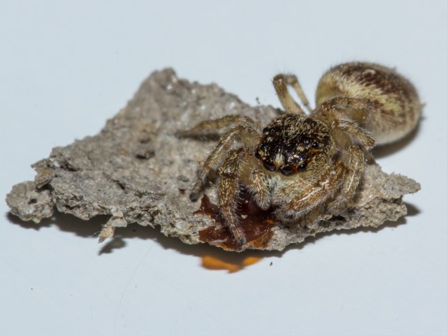 Salticido sobre un fragmento de celda de barro de S. curvatum. Se aprecian los restos anaranjados de la funda de la pupa.