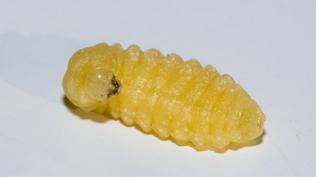 Larva de Sceliphron curvatum.
