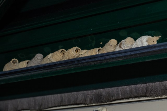 Celdas de barro de Sceliphron curvatum