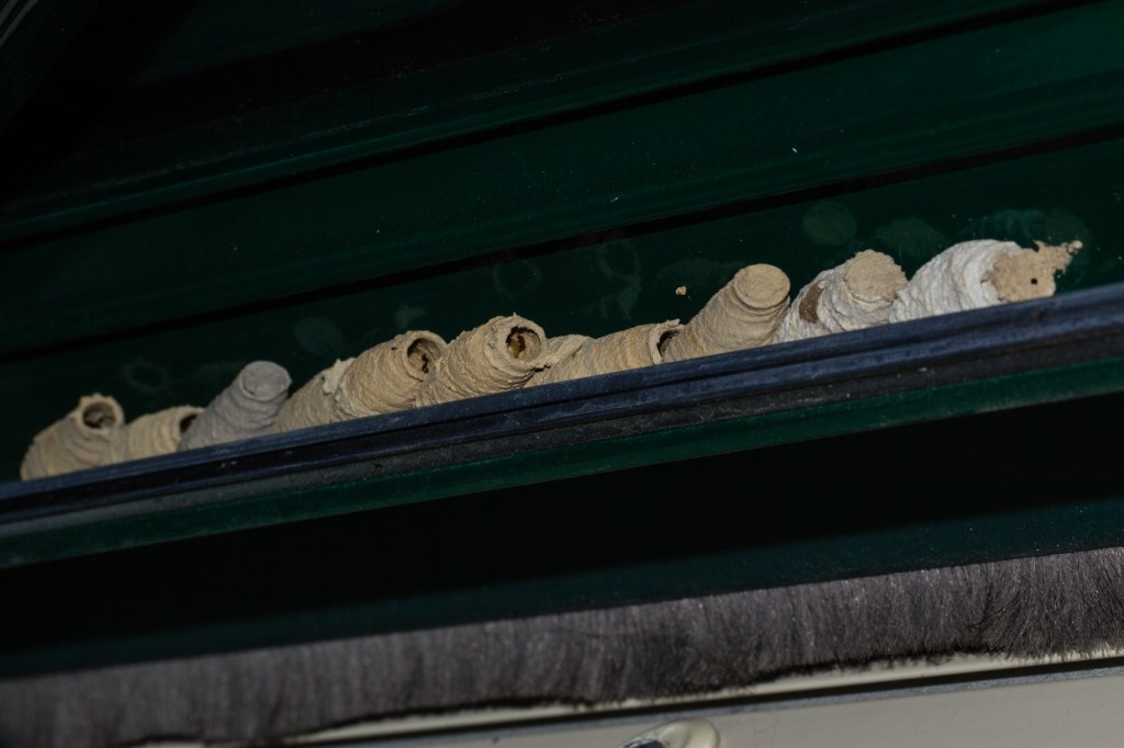 Celdas de barro de Sceliphron curvatum