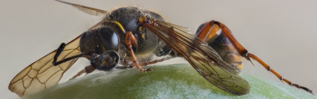 Foto terrible de un ejemplar de la misma especie aparecido muerto en el suelo de casa, también al lado de una ventana.