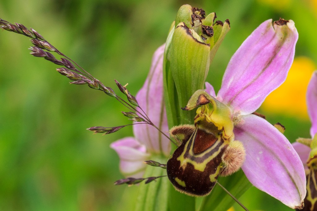 Ophrys2