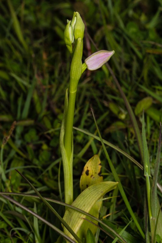 ophrys2