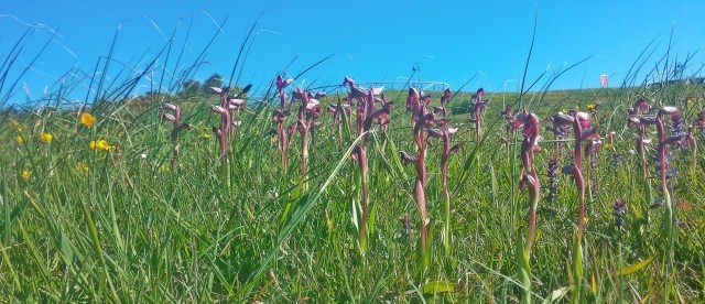 Nel campu nacen flores