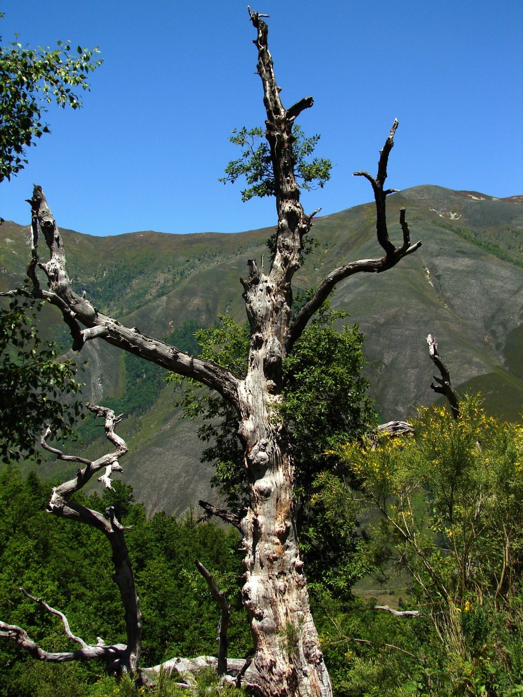 El bosque de Notre-Dame, y las&nbsp;restauraciones