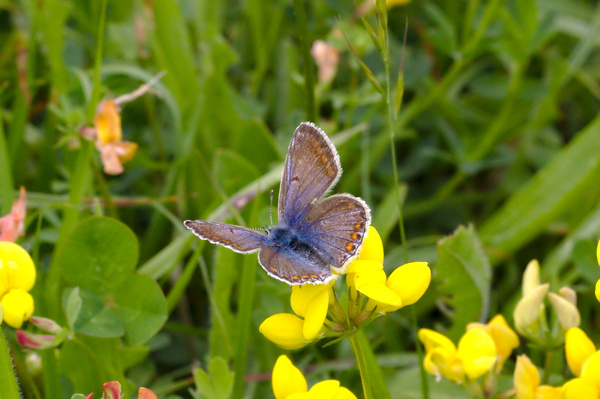 No mentéis biodiversidad en&nbsp;vano