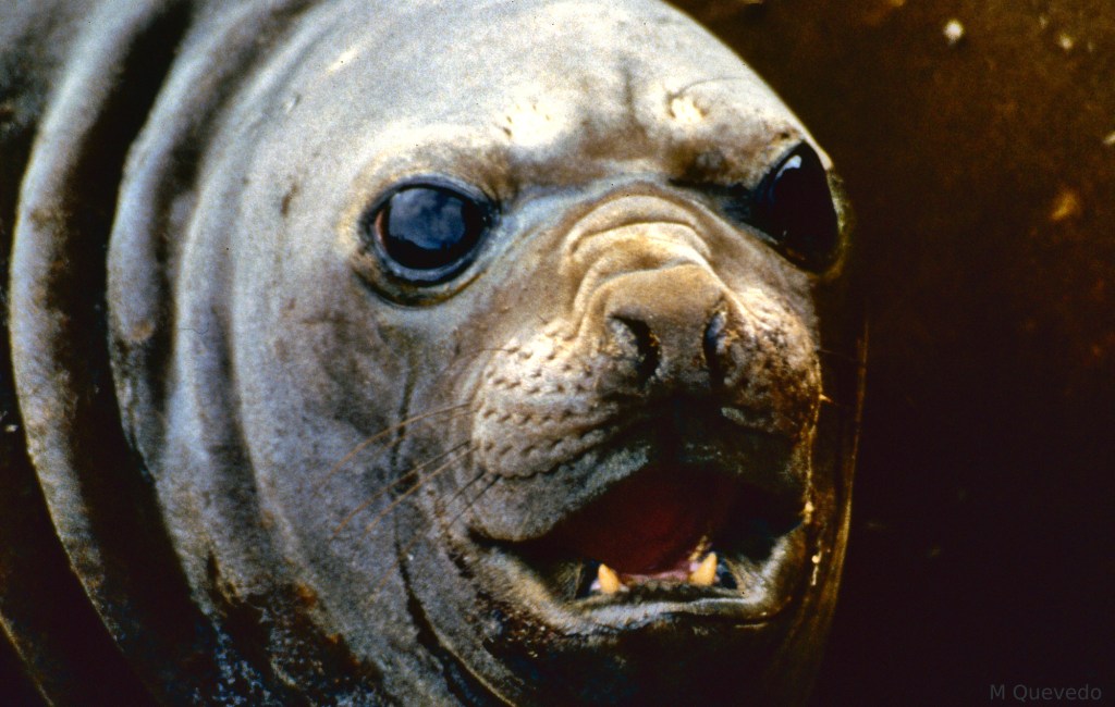 Los bichos no respetan el&nbsp;confinamiento